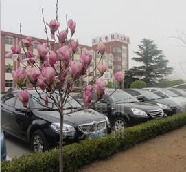 力久電機玉蘭花開 力久電機玉蘭花開