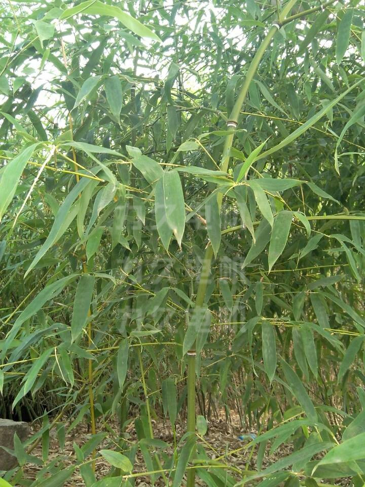 力久電機小竹林 力久電機小竹林