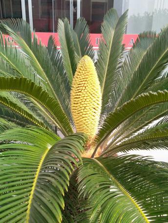 力久電機鐵樹開花 力久電機鐵樹開花